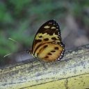 cataratas mariposa